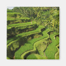 Buscar arroz imanes Viajar