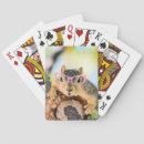 Buscar ardillas barajas de cartas Vida silvestre