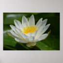 Buscar lotus posters Flower
