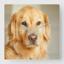 Buscar golden retriever relojes de pared Retrato