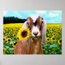Buscar cabra posters Flores