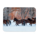 Buscar escondite imanes Caballo