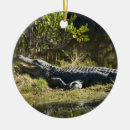 Buscar reptiles adornos Vida silvestre