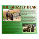 Buscar osos negros posters Naturaleza
