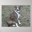 Buscar mutt posters Raza