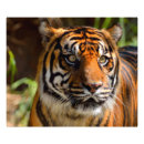 Buscar cara tigre posters Gato