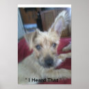 Buscar puppie Para todos