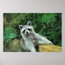 Buscar mapache arte Gris
