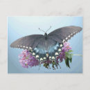 Buscar swallowtail negro Digital