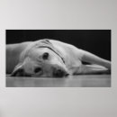 Buscar perro perdiguero posters Labrador retriever