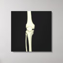 Buscar rodillo lienzos Esqueleto humano