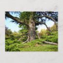 Buscar árbol de cedro postales Líbano
