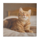 Buscar gato azulejos Gatitos