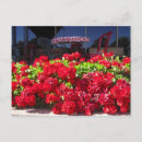 Buscar geranio rojo postales General y unisex