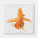 Buscar aletas imanes Sealife