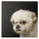 Buscar perros marrones azulejos Fotografía