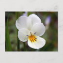 Buscar violetas salvajes postales Primavera