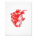 Buscar corazón anatómico posters Médica