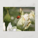 Buscar ladybug postales Lindo