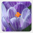 Buscar cromo pegatinas Morado