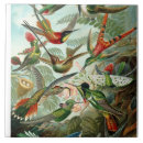 Buscar ernst haeckel azulejos Vintage