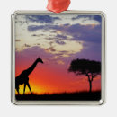 Buscar masai adornos África