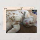 Buscar gatos de tabby lindos postales Gatito lindo