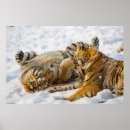 Buscar tigres posters Invierno