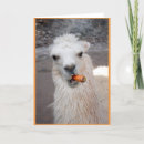 Buscar domesticado tarjetas Blanco