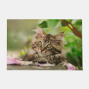 Buscar catlovers Lindo