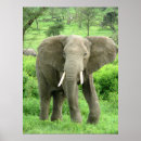 Buscar elefante posters Animales salvajes