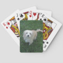Buscar raza mezclada Canino