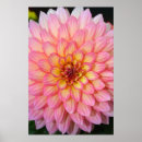 Buscar dalia decoracion Rosa