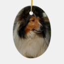 Buscar collies miniatura Perros
