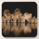 Buscar leones posavasos Animal