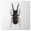 Buscar escarabajos azulejos Naturaleza