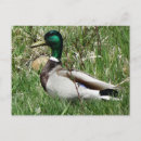 Buscar drake postales Aves acuáticas