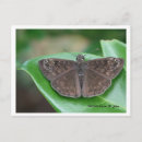 Buscar intenciones postales Insecto