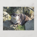 Buscar nutrias adorables postales Para todos