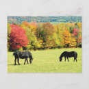 Buscar caballos negros postales Equino