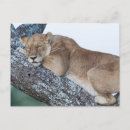 Buscar durmiendo postales León