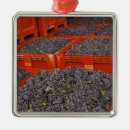 Buscar uvas adornos Viñedo