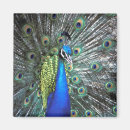 Buscar pavo real imanes Ave