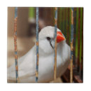 Buscar pájaro del mascota azulejos Animal