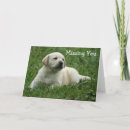 Buscar labrado tarjetas Cachorro