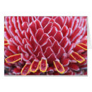 Buscar antorchas postales Jengibre