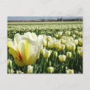 Buscar tulipanes amarillos postales General y unisex