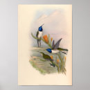 Buscar colibrí posters Pared