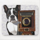 Buscar boston electronica Perro