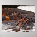 Buscar hippopotamuses posters Fauna